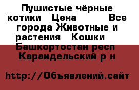 Пушистые чёрные котики › Цена ­ 100 - Все города Животные и растения » Кошки   . Башкортостан респ.,Караидельский р-н